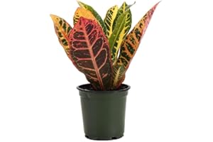 GENERIC Thorsen's Greenhouse Live Petra Croton Plant, Codiaeum Variegatum, Live Indoor Plant, 4" Diameter Pot