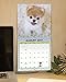 Boo Mini Wall Calendar (2017)