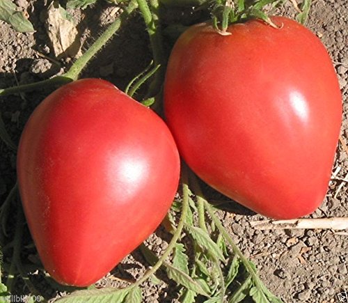 Japanese Giant Oxheart -Tomato Seeds,Open Pollinated - huge, 1-2 lb. Heirloom