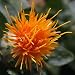 300 SAFFLOWER Saffron Carthamus Tinctorius Yellow Orange Flower Seeds *Comb S/H