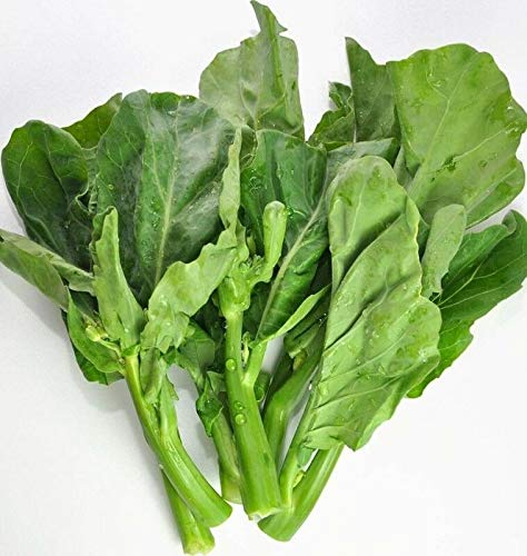 Midwater GAI LAN Seeds ALG-491 (24+ Seeds)