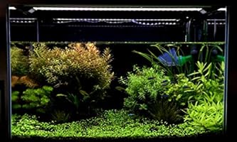 finnex fugeray planted  aquarium led light plus moonlights
