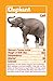 Baby Animals Top Trumps Card Game