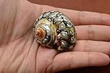 South Africa Sarmaticus Turbo Hermit Crab Sea Shell 1 1/2