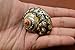 South Africa Sarmaticus Turbo Hermit Crab Sea Shell 1 1/2