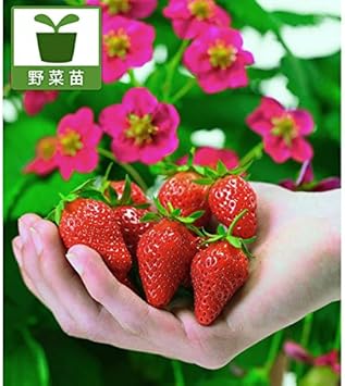 Amazon 四季なりイチゴ トスカーナ3号ポット3株セット 野菜苗 濃ピンクの花と赤い実 観賞兼用のイチゴ 野菜