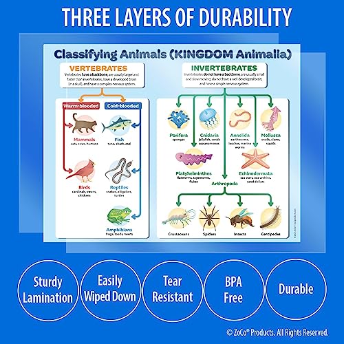 ZOCO - Biology Posters 2 Pack: Hierarchy Of Biological Classification ...