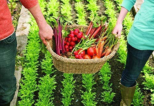 Alquiler de Huertos ecológicos urbanos en Madrid | 6 meses x 64,95 ...