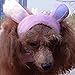 Bro'Bear Bunny Rabbit Hat with Ears for Cats & Small Dogs Party Costume Accessory Headwear (Pink Bunny, Medium)