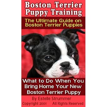 boston terrier puppy training