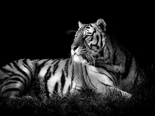 Tiger Black &amp; White Paintiing - On Canvas Modern Wall Art Pictures For Home Decoration Wooden Framed (20X28 Inch, Framed)