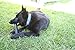 Goughnuts Medium Dog Stick Chew Toy for Aggressive Power Chewers 30-70 Pounds Made of Natural Rubber for Enhanced Durability and Safety, Original Medium Size, Toughest Pro 50 Rubber in Black
