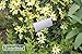 GardenMate Set of 25 Weatherproof Metal Plant Labels, Height 30cm, Label Area 9x3cm