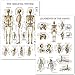Palace Learning Skeletal System and Ligaments of the Joints Anatomical Poster Set - Laminated 2 Chart Set - Skeleton and Ligaments Anatomy - 18 x 24