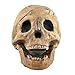 Myard Fireproof Imitated Human Fire Pit Skull Gas Log for NG, LP Wood Fireplace, Firepit, Campfire, Halloween Decor, BBQ (Qty 1, Brown)