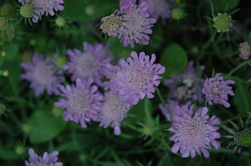 Scabiosa columbaria 'Misty Butterflies'