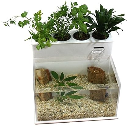aquaponics kit in india - aquaponic