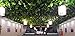 Derker 96 Feet - 12 Artificial Silk Ivy Grape Garland Vine Fake Hanging Plant Leaves Greenery Wedding Party Garlands Wall Decoration
