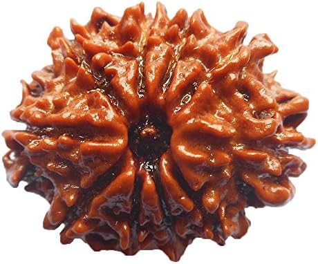10 Mukhi Rudraksha NEPAL Certified 24.38mm | 3.57gms Ten Face Rudraksh Bead