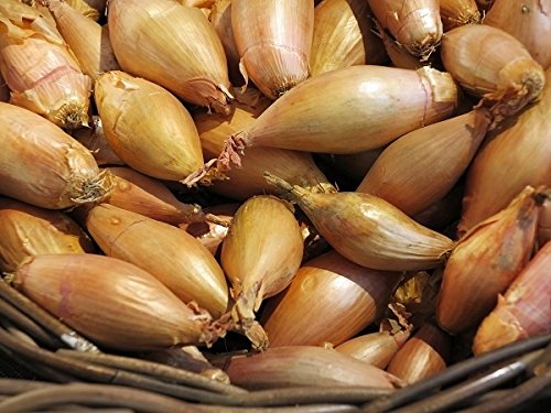 Shallot seeds - Allium cepa