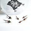 BH-Copper-John-Fly-Fishing-Nymph-Trout-Fly-Assortment-Choose-Your-Color-6-Flies