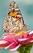Notebook: butterfly nature insect flower summer blossom insects butterflies by Wild Pages Press