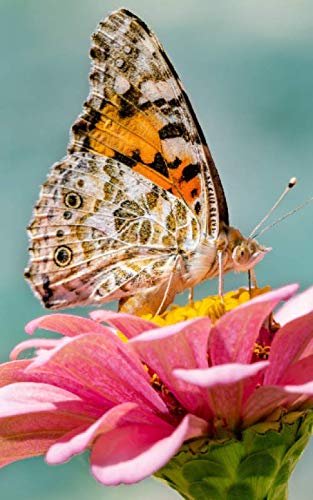 Notebook: butterfly nature insect flower summer blossom insects butterflies by Wild Pages Press