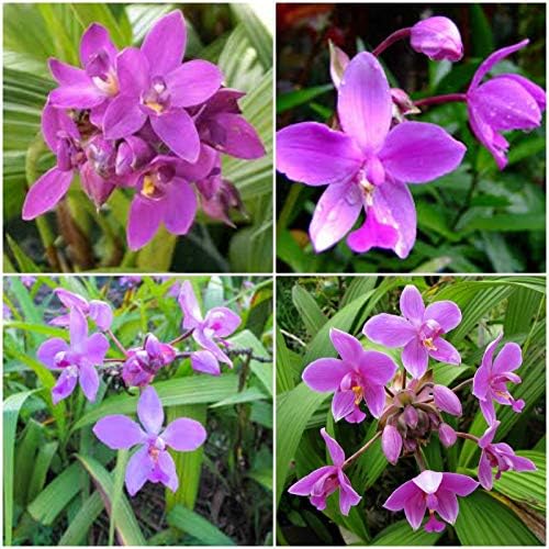 Spathoglottis Ground Orchids, Purple Passion One Well Rooted Plant 5 inches Tall