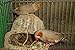 Handmade Rattan Nature's Nest Finch Birds 3x5 Inch
