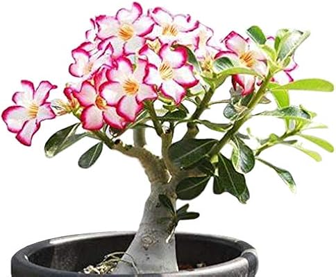 Colibyou Desert Rose， Adenium Obesum one Year Plant ， Baby Size Bonsai Caudex from Lankui (1 Rose)
