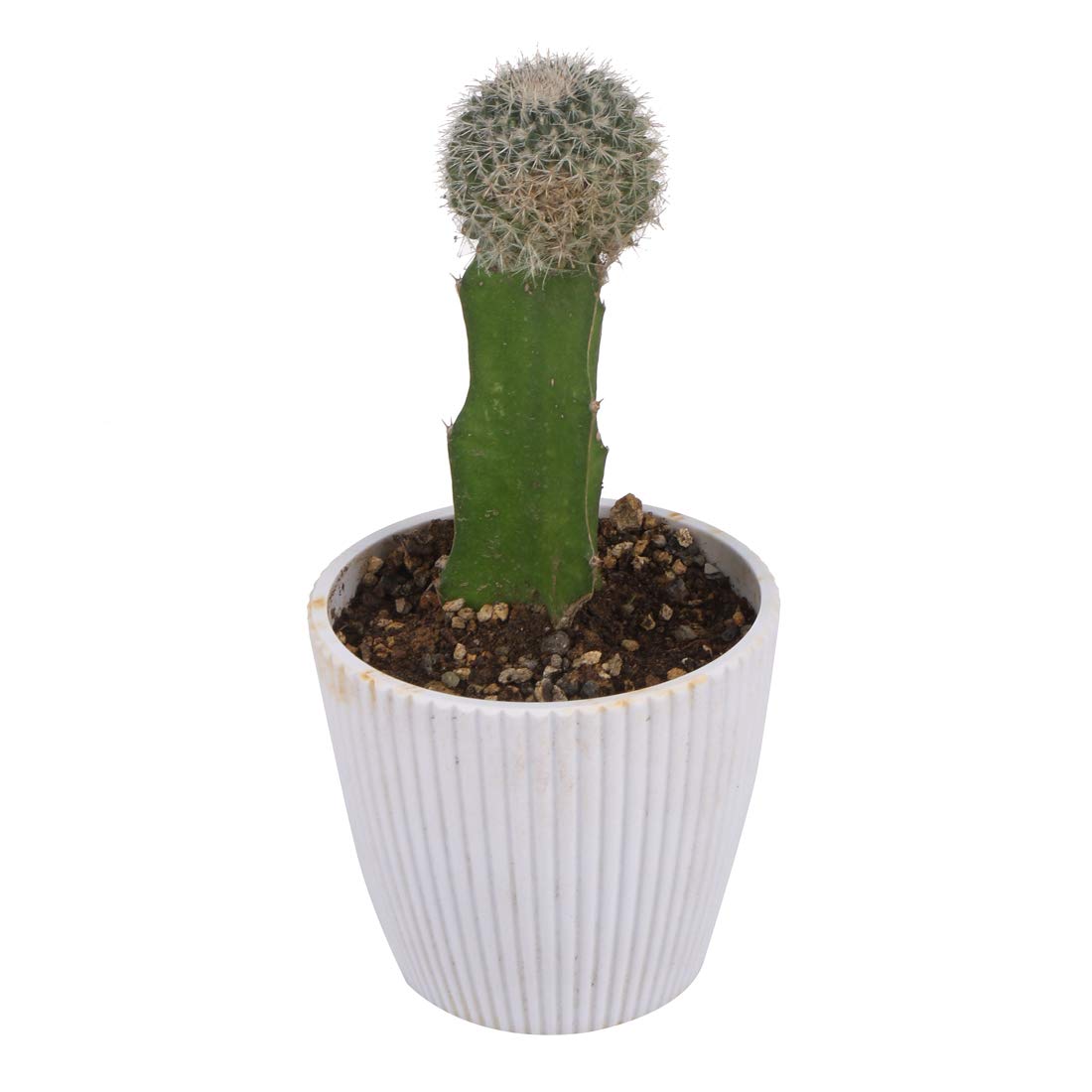 My Urban Greens Air Purifying Live Moon Cactus Plant With White Pot Indoor Plant Height 20 Cm By Iffco Kisan Amazon In Garden Outdoors