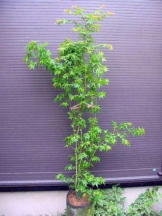 Amazon 株立ち イロハ紅葉 130 イロハモミジ いろはもみじ 植木