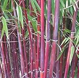 candy cane bamboo - 1 seeds