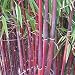 candy cane bamboo - 1 seeds primary