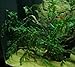 Bolbitis Difformis Baby Leaf Fern Live Aquatic Aquarium Plants on Driftwood for Freshwater Fish Tank by Greenpro
