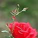 XLUX Outdoor Solar Powered Rose Lights Flower Stake, for Garden Patio Yard Christmas Pathway Decoration, Red