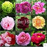 Chinese Peony,peony Root Seeds, - 5 Pcs Peony Seeds