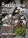 Saxifrages: The Definitive Guide to 2000 Species, Hybrids & Cultivars by 