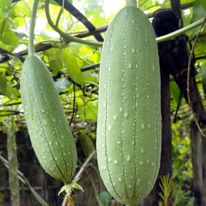 Image result for old gourds for loofah
