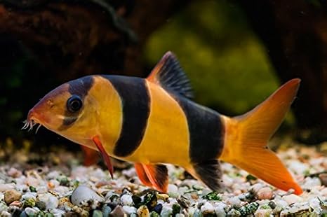 clown loach freshwater fish