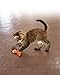 KONG Kitty Thrasher Catnip Toy