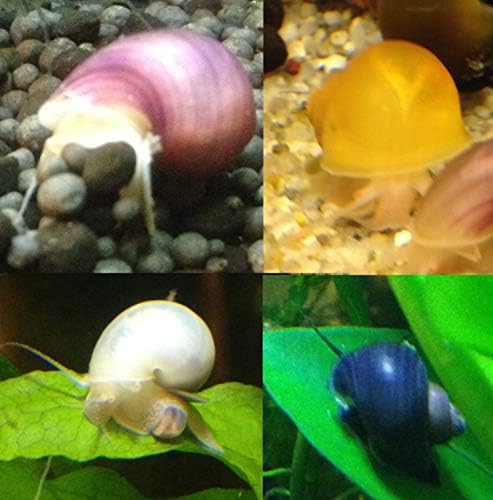 Fishzombie Aquatics 4 Young Mystery Snails (Assorted Colors) + 1 Free