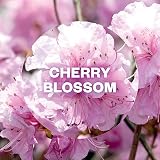 Air Wick Freshmatic Cherry Blossom Refills Pack 4 x 250ml Natural Essential Oils view 2