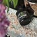 Activated Charcoal Teeth Whitening Powder - All Natural Black Charcol Toothpaste Dental Powder Safe & Gentle for Gums & Sensitive Teeth Brighter Smile Tooth 4 oz