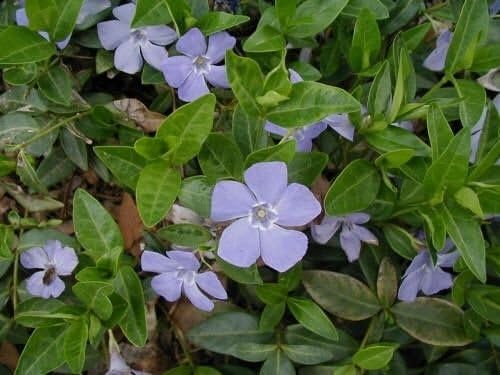 Vinca Minor Periwinkle 4" Pot, Graveyard Vine Ground Cover 15-20 Leads