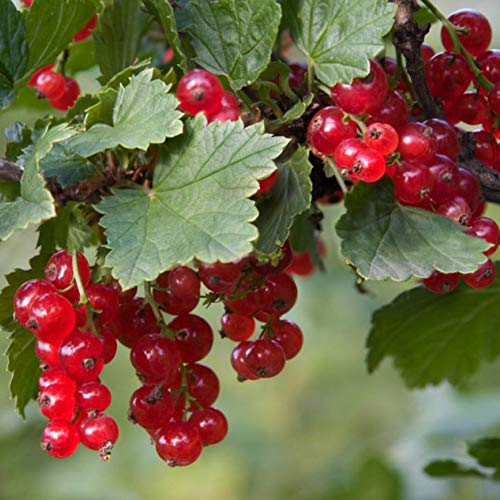Cape Gooseberry Physalis Peruviana Goldenberry Plant - 100 Seeds