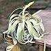 Large Air Plants - Large Xerographica Air Plants - The Queen of Air Plants - Big 5 to 7 Inch Wide air plants - Leaf Structure & Appearance Varies - 30 Day Guarantee - Fast Shipping from Florida primary