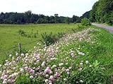 HeirloomSupplySuccess 100 Heirloom Penngift Crown Vetch Seeds