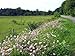 HeirloomSupplySuccess 100 Heirloom Penngift Crown Vetch Seeds