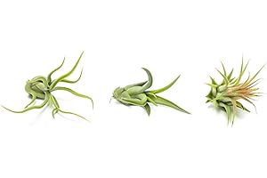 Air Plant Low Light House Plants Box (3PK) Tillandsia Air Plants Live Houseplants Live Indoor Plants Live Succulents Plants Live Terrarium Plants Live, Air Plant Holder Airplant Kit by Plants for Pets